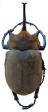 Megasoma elephas.jpg